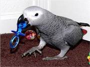 DNA tested African Gray Parrots for adoption 