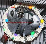 TOP QUALITY AFRICAN GREY PARROTS FOR ADOPTION
