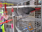 SWEET AND TAMED TALKING CONGO GREY PARROT