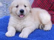 golden reteriver puppies ready