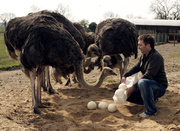 Fertile ostrich and young chicks for sale