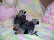 Congo African Grey 