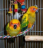 Small birds, Conures