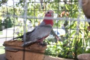 2 YO Gallah for sale