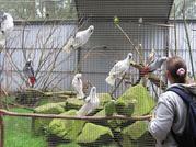 Gorgeous Hand-fed Baby Parrots For Sale