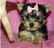 Male and female Yorkshire Puppies ..