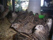 Quails