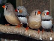 BABY ZEBRA FINCHES