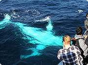 Sydney Whale watching
