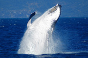 Whale Watching Cairns