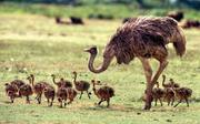 Ostrich and fertile ostrich eggs for sale