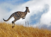Cheap flights to Australia
