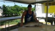 Graham Wilson with 900 cm Barra catch. Good eating,  great fishing. Con