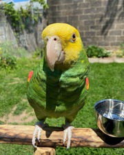 Double Yellow Head Amazons for Sale