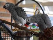 African grey parrot for sale