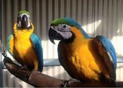 Blue and Gold Macaws