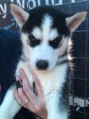 Vaccinated and dewormed