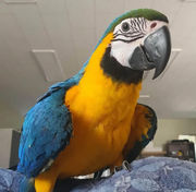 *PARROTS & FERTILE EGGS - FOR SALE!* 