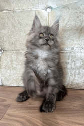 stunning Maine Coon kitten for sale