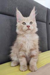 Adorable maine coon kittens for sale 