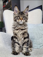 AFFECTIONATE MAINE COON KITTENS FOR SALE 