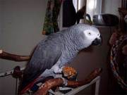 beautifu african grey congo babies