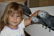  congo african greys for good home