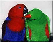 Funniest Solomon Eclectus parrot babies $120