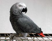 african grey parrots for sale