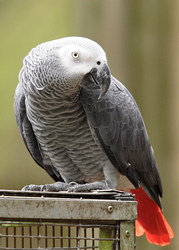 beautiful african greys for adoption