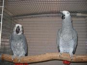 Gorgeous And Hand Fed African Grey Parrots