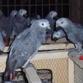 African Grey Parrot