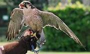peregrine falcon for free adoption