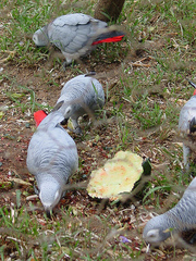 african grey parrots