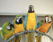 Adorable and gorgeous macaws