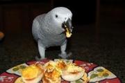 Noisy african grey parrot ready to go