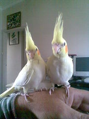 hand reared cockatiels 