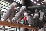 Home raised  male and female African Grey parrots for adoption.
