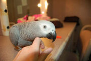  Two african gery parrots ready to go now