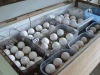 CAN BIRDS African Grey parrots with Fertille Eggs for sale