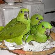 Gorgeous Hand-fed Baby Parrots For Christmas